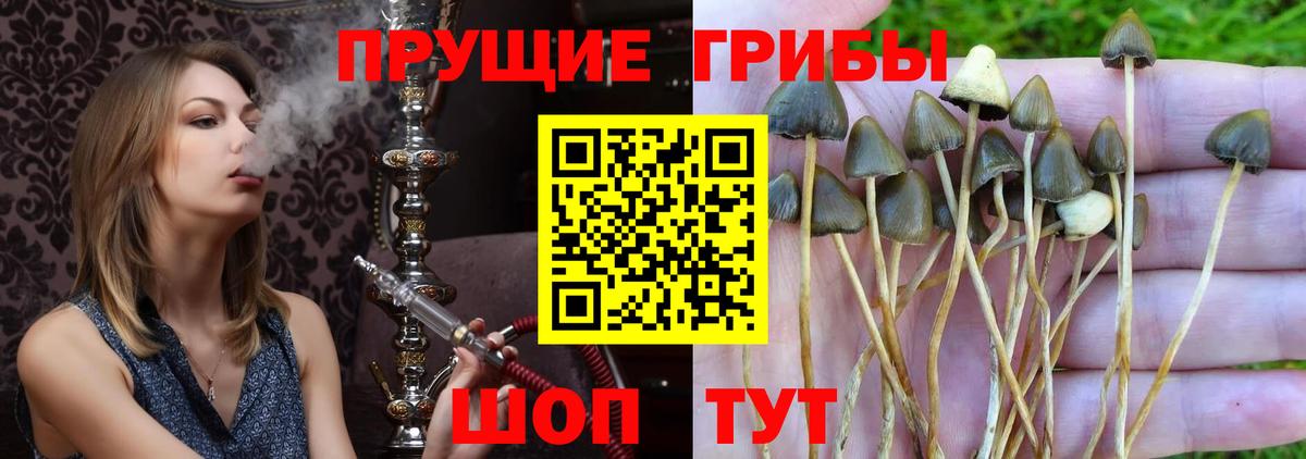 цена   Галлюциногенные грибы Psilocybe  Вход с VPN  Прохладный 